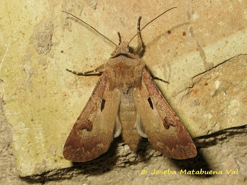 Noctuidae della fine settimana scorsa